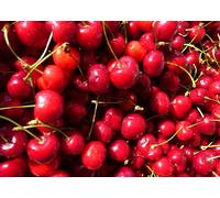 Direct Plants 1x 3-4ft Dwarf Prunus Stella Cherry Fruit Tree - Mini Fruit Tree - 5L Pot in Green Direct Plants Green