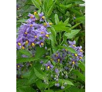 Direct Plants 1X 3-4Ft Large Solanum Crispum Glasnevin Blue Flowering Climbing Plant 3L