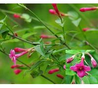 Direct Plants 1X 3Ft Large Jasminum Beesianum Climbing Red Jasmine Plant - Fragrant - 3L