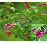 Direct Plants 1x 3ft Large Jasminum Beesianum Climbing Red Jasmine Plant - Fragrant - 3L Pot in Green Direct Plants Green