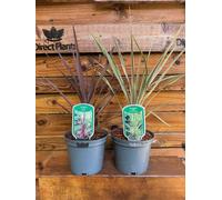 Direct Plants 2 Mixed Large Cordyline Palm Evergreen Shrubs in 2/3 Litre Pots By Direct Plants - Cordyline - 2/3L - Green