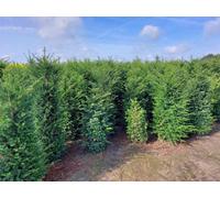 Direct Plants 20X 7-8Ft Taxus Yew Hedging Trees, Extra Large Rootball Trees For Instant Impact