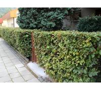 Direct Plants 25X Green Beech Fagus Sylvatica Hedging Trees, Supplied In Pots