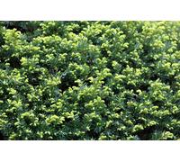 Direct Plants 25x Taxus Baccata English Yew Hedging Trees in Pots Direct Plants Multicolor