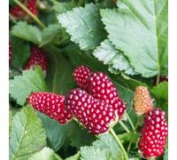 Direct Plants 2x Mixed Berry - 1x Loganberry & 1x Japanese Wineberry 2/3 Litre Pots Direct Plants Multicolor One Size