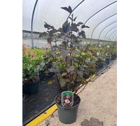 Direct Plants 2X Mixed Extra Large Physocarpus Shrubs Diablo & Lemon Raspberry, Supplied In 3 Litre Pots