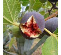 Direct Plants 2x Mixed Fig Fruit Trees Brown Turkey & Rouge Bordeaux 2/3 Litre Pots Direct Plants Multicolor