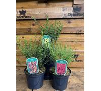 Direct Plants 2X Mixed Large Cytisus Flowering Broom Shrubs, Garden Plants, Supplied In 2/3 Litre Pots