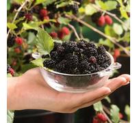 Direct Plants 2x Mixed Morus Mulberry Fruit Plants for Garden & Patio 2/3 Litre Pots Direct Plants Multicolor