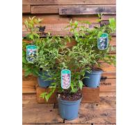 Direct Plants 3 Mixed Extra Large Deutzia Shrubs Garden Plants In 3 Litre Pots