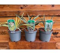 Direct Plants 3 Mixed Hardy Yucca Trees In 2/3 Litre Pots