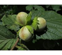 Direct Plants 3 x Large Corylus Avellana Hazelnut Fruit Trees Cobnuts 4-5ft in Pots By Direct Plants - Pot - 3 - Hazelnut