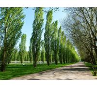 Direct Plants 3 x Large Populus Nigra Poplar Italica Hedging Trees 6ft Tall in Pots Direct Plants Multicolor