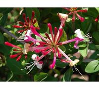 Direct Plants 3 x Mixed Extra Honeysuckle Climbing Plants 3-4ft Tall Instant Effect Direct Plants Multicolor