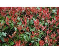 Direct Plants 30X 7-8Ft Photinia Red Robin Hedging Trees, Extra Large Rootball Trees For Instant Impact