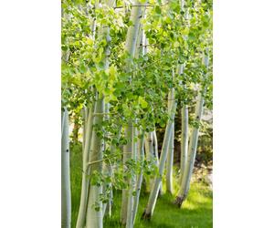 Direct Plants 3x 3-4ft Betula Jacquemontii White Stem Himalayan Birch Trees in Pots Direct Plants Multicolor