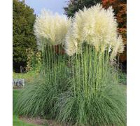 Direct Plants 3X 3-4Ft Extra Large White Pampas Grass Large Plants In Pots