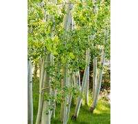 Direct Plants 3X 5-6Ft Betula Jacquemontii, White Stem Himalayan Birch Trees, Supplied In Pots