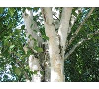 Direct Plants 3X 5-6Ft Betula Snow Queen, White Stem Himalayan Birch Trees, Supplied In Pots