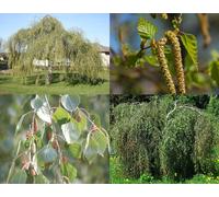 Direct Plants 3X 5-6Ft Betula Youngii Weeping Silver Birch Trees In Pots