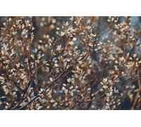 Direct Plants 3X Amelanchier Obelisk Saskatoon Fruit Trees 2-3Ft Large In A 3 Litre Pots