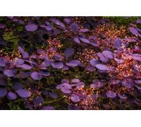 Direct Plants 3x Cotinus Royal Purple Smoke Bush in Pots Garden Shrubs Direct Plants Multicolor