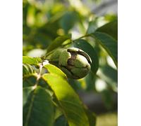 Direct Plants 3X English Walnut Nut Fruit Trees Juglans Regia 2.5-3Ft Tall In 3 Litre Pots