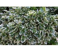 Direct Plants 3x Euonymus Emerald & Gaiety in Pots Evergreen Shrubs Direct Plants Multicolor
