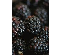 Direct Plants 3X Evergreen Navaho Thornless Blackberry Fruit Plants, Supplied In 2/3 Litre Pots