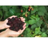 Direct Plants 3x Evergreen Thornless Blackberry Fruit Plants in 2/3 Litre Pots Direct Plants Multicolor