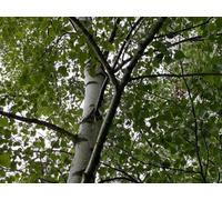 Direct Plants 3X Extra Large Silver Birch Trees 6-7Ft Tall Supplied In Pots