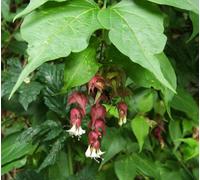 Direct Plants 3X Leycesteria Himalayan Honeysuckle Shrubs, Large, Supplied In 3 Litre Pots
