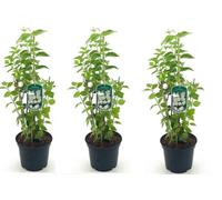 Direct Plants 3X Philadelphus Minnesota Snowflake Shrubs, Large, Supplied In 3 Litre Pots