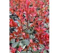 Direct Plants 3X Photinia Louise Evergreen Shrubs, Large Hedging Plants, Supplied In 3 Litre Pots
