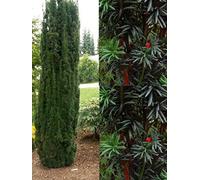 Direct Plants 3X Taxus Baccata Fastigiata Robusta Column Yew Trees, Supplied In A Pots