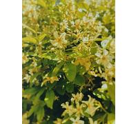 Direct Plants 3X Trachelospermum Jasminoides Star Of Toscane Evergreen Jasmine Plant Highly Fragrant