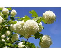 Direct Plants 3X Viburnum Opulus Roseum Snowball Trees 3-4Ft Large In 3 Litre Pots