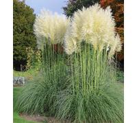 Direct Plants 3x White Pampas Grass Large Plants *Value Pack* Supplied in 3 Litre Pots Direct Plants White