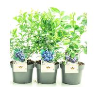 Direct Plants 4X Mixed Blueberry Bush Fruit Plants, Supplied In 2/3 Litre Pots
