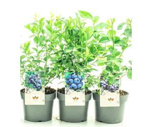Direct Plants 4X Mixed Blueberry Bush Fruit Plants, Supplied In 2/3 Litre Pots