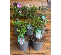 Direct Plants 4X Mixed Extra Large Hardy Garden Hibiscus Shrubs, Supplied In 3 Litre Pots