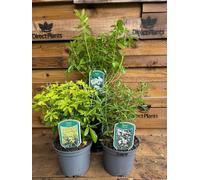 Direct Plants 4X Mixed Large Choisya Shrubs, Mexican Orange Blossom, Fragrant Evergreen Plants, Supplied In 3 Litre Pots