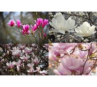 Direct Plants 4X Mixed Magnolia Trees, (Susan, Stellata, Soulangeana & George Henry), Supplied In Pots