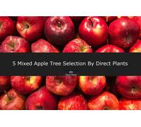 Direct Plants 5 Mixed Apple Fruit Trees 4-5ft Tall Direct Plants Multicolor