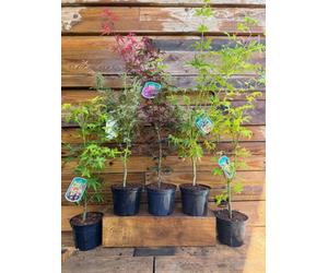 Direct Plants 5 Mixed Large Acer Palmatum Japanese Maple Shrubs Trees In 2/3 Litre Pots
