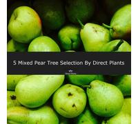 Direct Plants 5 Mixed Pear Fruit Trees 100-125cm Tall Direct Plants Multicolor