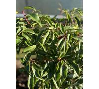 Direct Plants 50X 7Ft+ Portuguese Laurel Hedging Trees, Extra Large Rootball Trees For Instant Impact