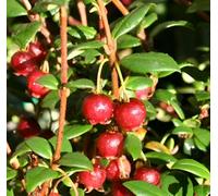 Direct Plants 5X Chilean Guava Myrtus Ugni Plants Strawberry Myrtle In Pots