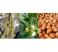 Direct Plants 5x Corylus Avellana Hazelnut Fruit Trees Cobnut 3-4ft in 3L Pots Direct Plants Multicolor