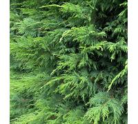 Direct Plants 5x Green Leylandii Cupressocyparis Leylandii Hedging Trees 3-4ft Supplied in 3 Litre Pots Direct Plants Green